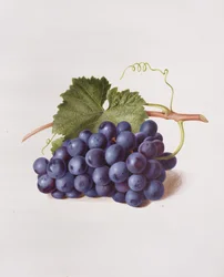 Frucht des Weinstocks, 1868